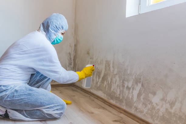 Licensed Commercial Mold Remediation service in Woodbridge, VA - WQB Mold Removal
